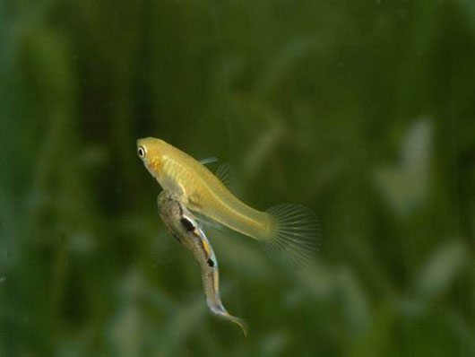 How Do Guppies Contribute to the Environment