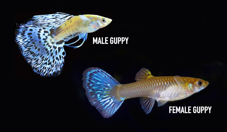 How to Tell If Guppy is Male Or Female